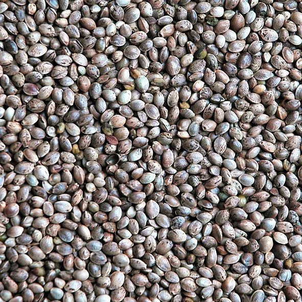 Apetit Konopí - semenec 800 g