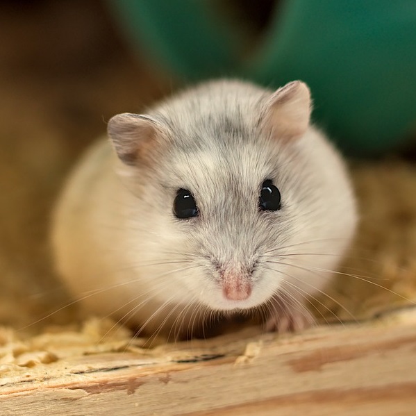 Klec TEDDY 1 s pružinou