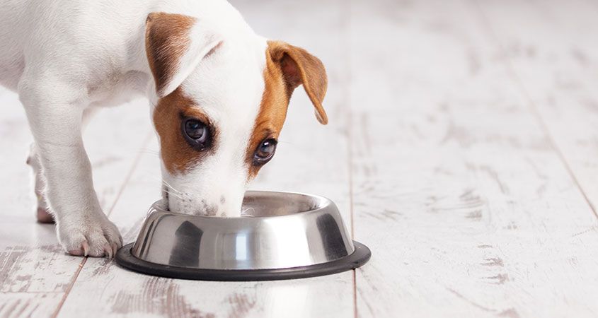 Plaisir dog kapsička hovězí se zeleninou 100g