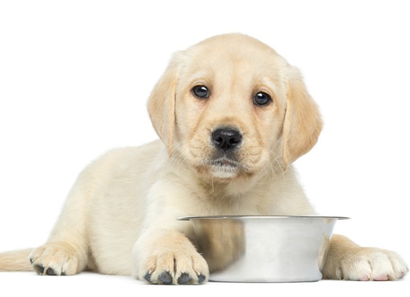 Plaisir dog kapsička pro štěňata s kuřecím 100g