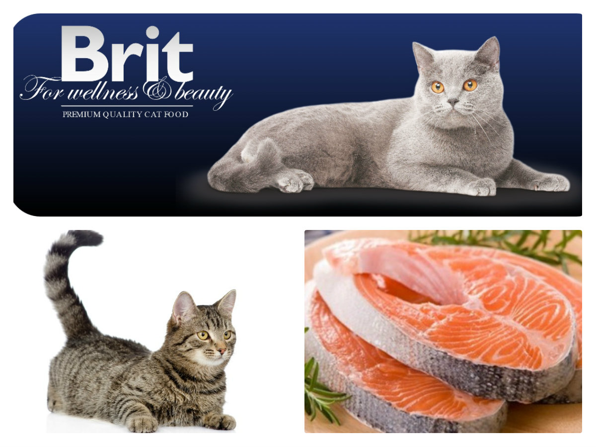 Brit Premium Cat Adult Salmon 800g