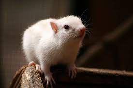 Klec SMALL ANIMALS Richard šedá se zelenou výbavou