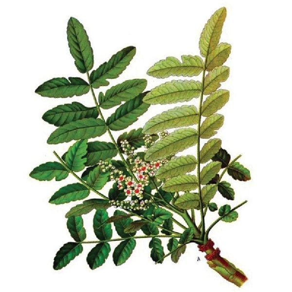 Dromy Boswellia Serrata liquid 1000ml