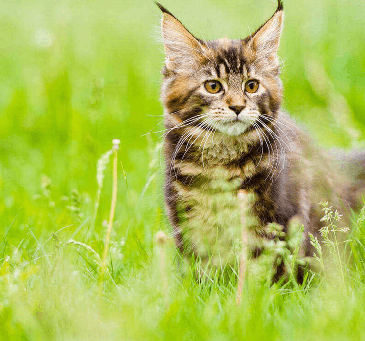 Line-on IMMO Shield kočka 3x1ml