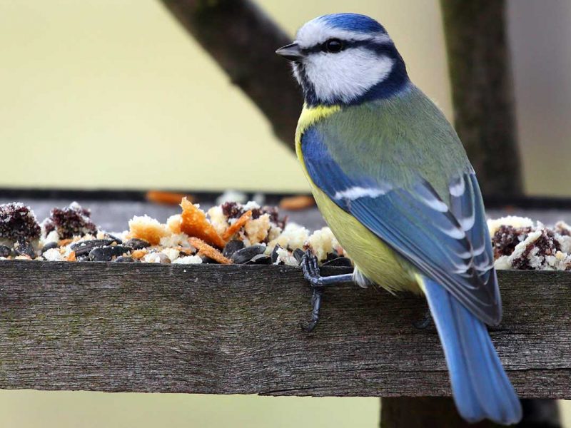 Krmítko na lojovou kouli - spirála se stříškou, 10 × 25cm