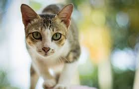 Plaisir cat vanička s kuřecím 100g