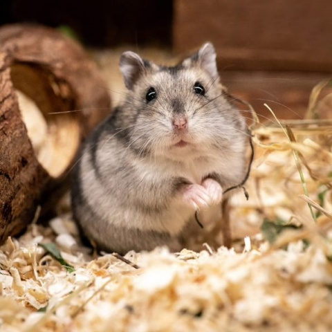 Klec SMALL ANIMALS Richard šedá se zelenou výbavou
