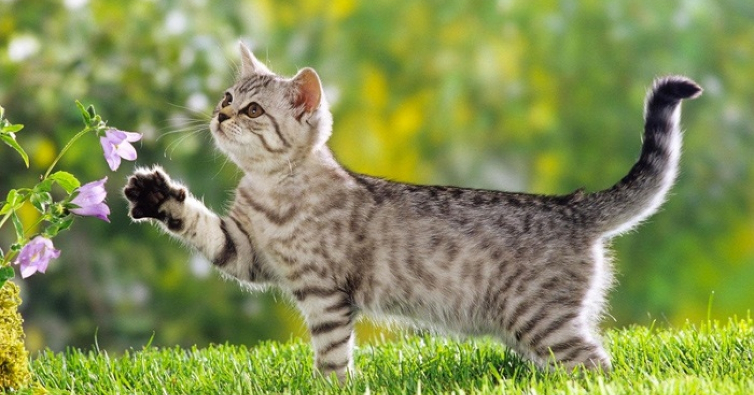 PURINA ONE Junior minifiletky losos a mrkev 85g 