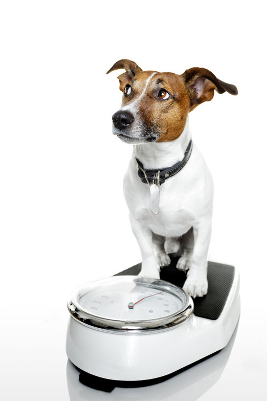 BRIT CARE Weight Loss Rabbit 3kg