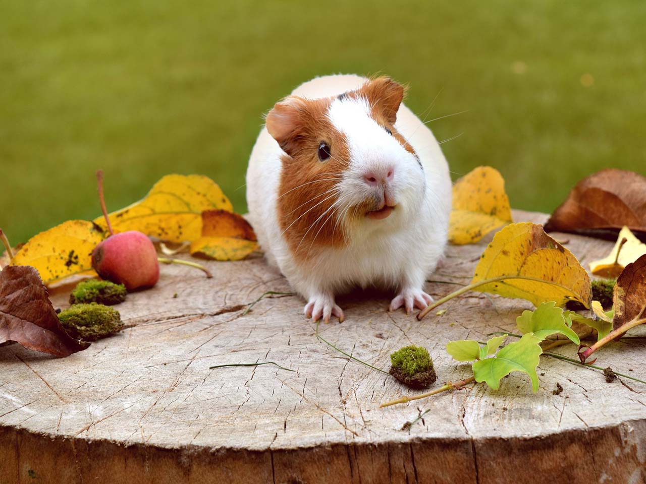 NUTRIN Nature Morče 750g