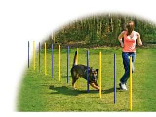 Slalom DF Agility 12*100cm